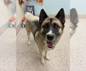 Akita Dogs for adoption in Brighton, CO, USA