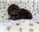 Small #5 ShihPoo