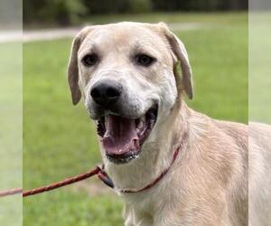 Medium Labrador Retriever Mix