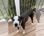 Small #3 American Bulldog-Labrador Retriever Mix