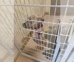 Small American Pit Bull Terrier