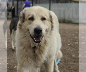 Great Pyrenees Dogs for adoption in San Antonio, TX, USA