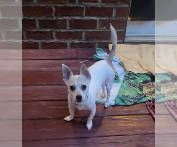 Medium Photo #1 Jack Russell Terrier-Unknown Mix Puppy For Sale in Thomasville, NC, USA