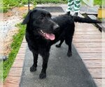 Small Photo #12 Schnauzer (Giant)-Unknown Mix Puppy For Sale in Wakefield, RI, USA