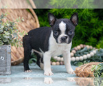 Small Photo #16 Boston Terrier Puppy For Sale in HARLAN, IN, USA