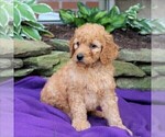 Small Photo #5 Goldendoodle-Poodle (Standard) Mix Puppy For Sale in NEW PROVIDENCE, PA, USA