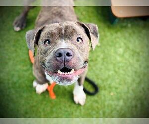 American Pit Bull Terrier-Unknown Mix Dogs for adoption in Orlando, FL, USA