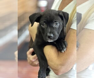Ariel - Female Labrador Retriever-Unknown Mix Dog for Adoption - Photo #3