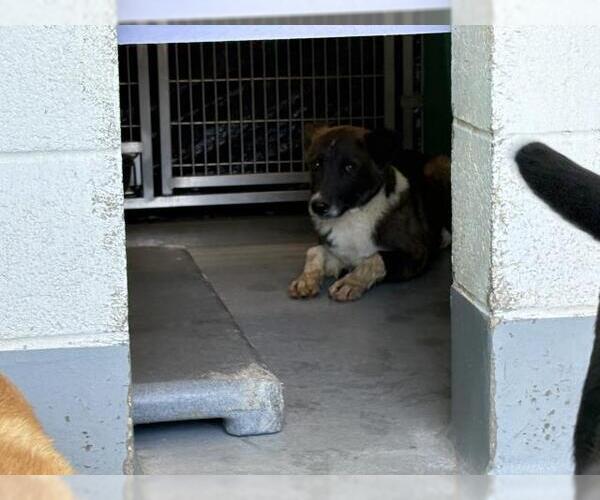 Medium Photo #1 German Shepherd Dog-Unknown Mix Puppy For Sale in Visalia, CA, USA