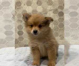 Pomeranian Puppy for sale in CANOGA, NY, USA