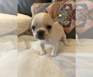 French Bulldog Puppy for sale in JOHNS ISLAND, SC, USA