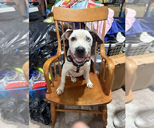 Mutt Dogs for adoption in St. Augustine, FL, USA
