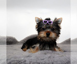 Small #2 Yorkshire Terrier