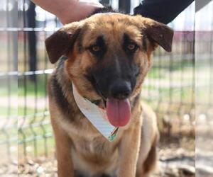 German Shepherd Dog-Unknown Mix Dogs for adoption in San Antonio, TX, USA