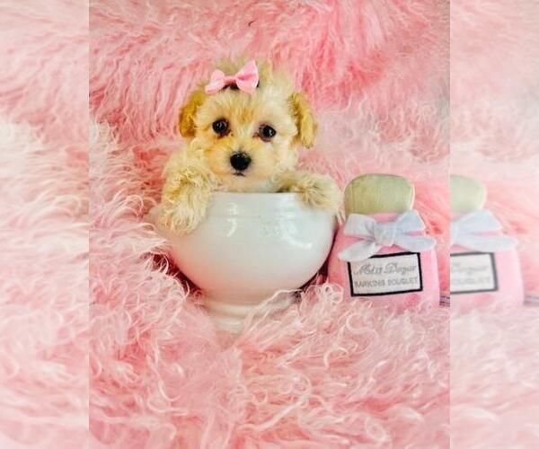 Medium Photo #28 Poodle (Toy) Puppy For Sale in PEMBROKE PINES, FL, USA