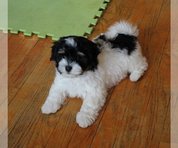 Medium Photo #5 Havanese Puppy For Sale in LOUISVILLE, KY, USA