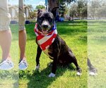 Small American Pit Bull Terrier-American Staffordshire Terrier Mix