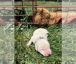 Small #4 Labrador Retriever