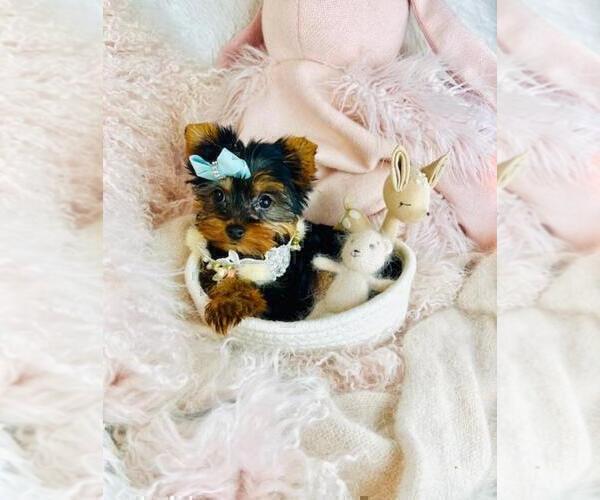 Medium Photo #23 Yorkshire Terrier Puppy For Sale in TAMPA, FL, USA