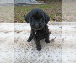 Labradoodle Puppy for sale in BAY MINETTE, AL, USA