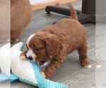 Small #2 Cavapoo