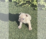 Puppy 2 French Bulldog