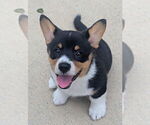 Small #1 Pembroke Welsh Corgi