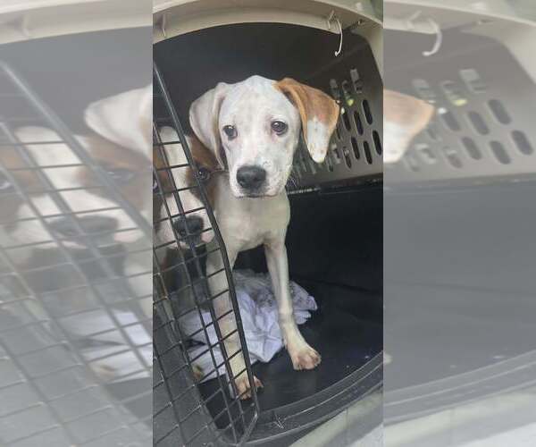 Medium Photo #3 Boxer-Unknown Mix Puppy For Sale in Aurora, IN, USA