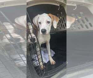 Sibbies : Yuki - Female Boxer-Unknown Mix Dog for Adoption - Photo #3