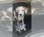 Small Photo #3 Boxer-Unknown Mix Puppy For Sale in Aurora, IN, USA