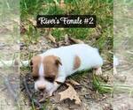 Puppy Female 2 Jack Russell Terrier