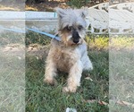 Small Photo #9 Mutt Puppy For Sale in HOPKINSVILLE/PRINCETON, KY, NH, USA