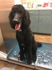 Father of the Labradoodle puppies born on 01/26/2018