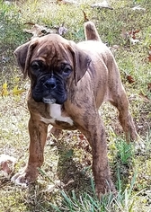 Boxer Puppy for sale in CONCORD, VA, USA