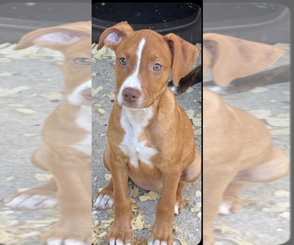 Medium Photo #3 Staffordshire Bull Terrier-Unknown Mix Puppy For Sale in Conway, AR, USA