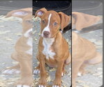 Small #2 Staffordshire Bull Terrier Mix