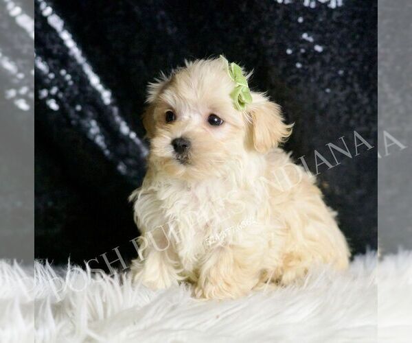 Medium Photo #37 Maltipoo (Miniature) Puppy For Sale in WARSAW, IN, USA