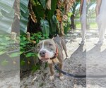 Small Photo #2 American Pit Bull Terrier-Unknown Mix Puppy For Sale in Tampa, FL, USA