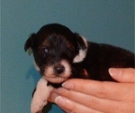 Small Photo #12 Collie-Poodle (Miniature) Mix Puppy For Sale in PERU, IN, USA