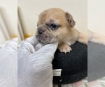 Small Photo #5 French Bulldog Puppy For Sale in RANDOLPH, MA, USA