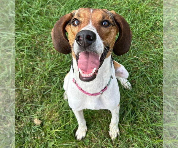 Medium Photo #2 Treeing Walker Coonhound-Unknown Mix Puppy For Sale in Brooklyn Center, MN, USA