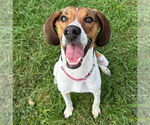 Small #1 Treeing Walker Coonhound Mix