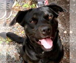 Small #4 Labrador Retriever Mix
