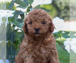 Goldendoodle (Miniature) Puppy for sale in EAST EARL, PA, USA