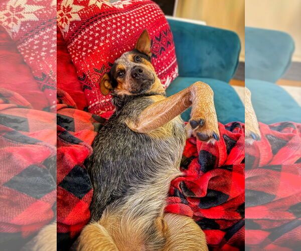 Medium Photo #3 Mutt Puppy For Sale in Garden City, NY, USA