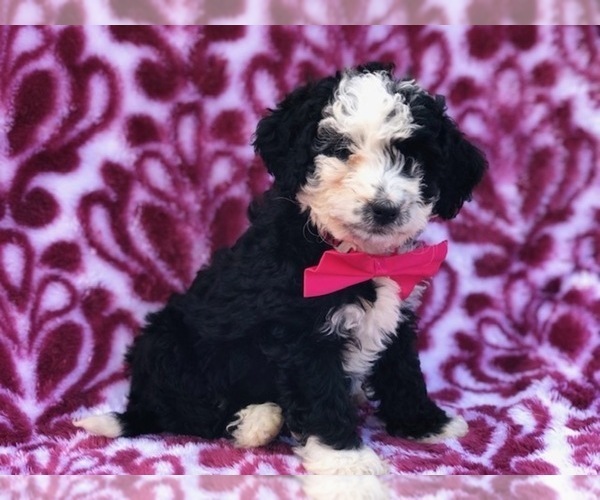 Medium Photo #1 Miniature Bernedoodle Puppy For Sale in CLAY, PA, USA
