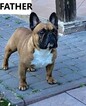 Small Photo #1 French Bulldog Puppy For Sale in GLENDALE, CA, USA
