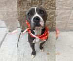 Small American Pit Bull Terrier Mix
