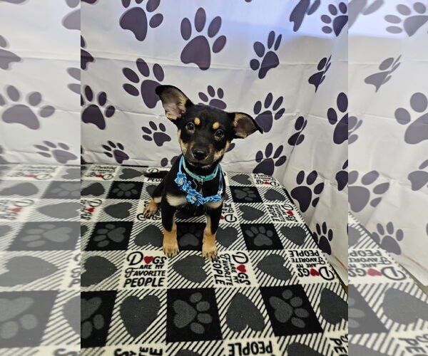 Medium Photo #1 Jack Chi Puppy For Sale in Metairie, LA, USA