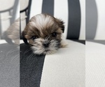 Small Photo #2 Shih Tzu Puppy For Sale in BEAVER, UT, USA